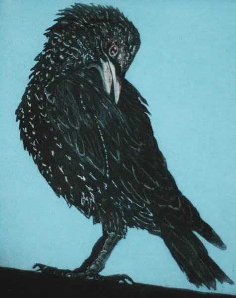 Preened to Perfection
