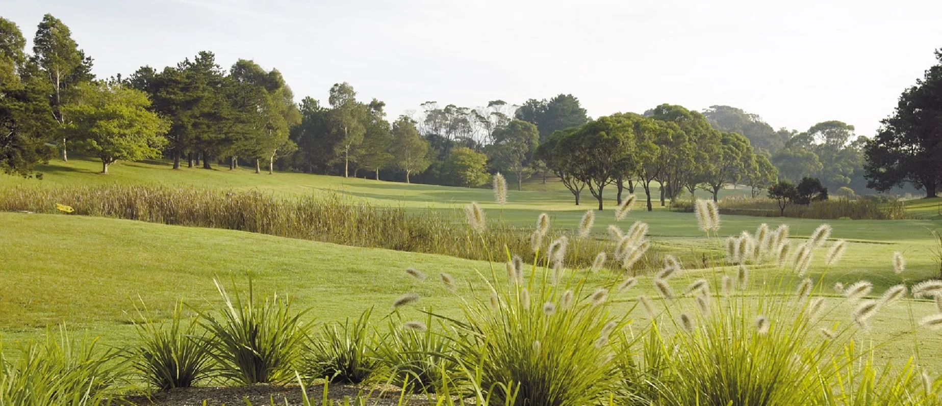 Golf - page banner.jpg
