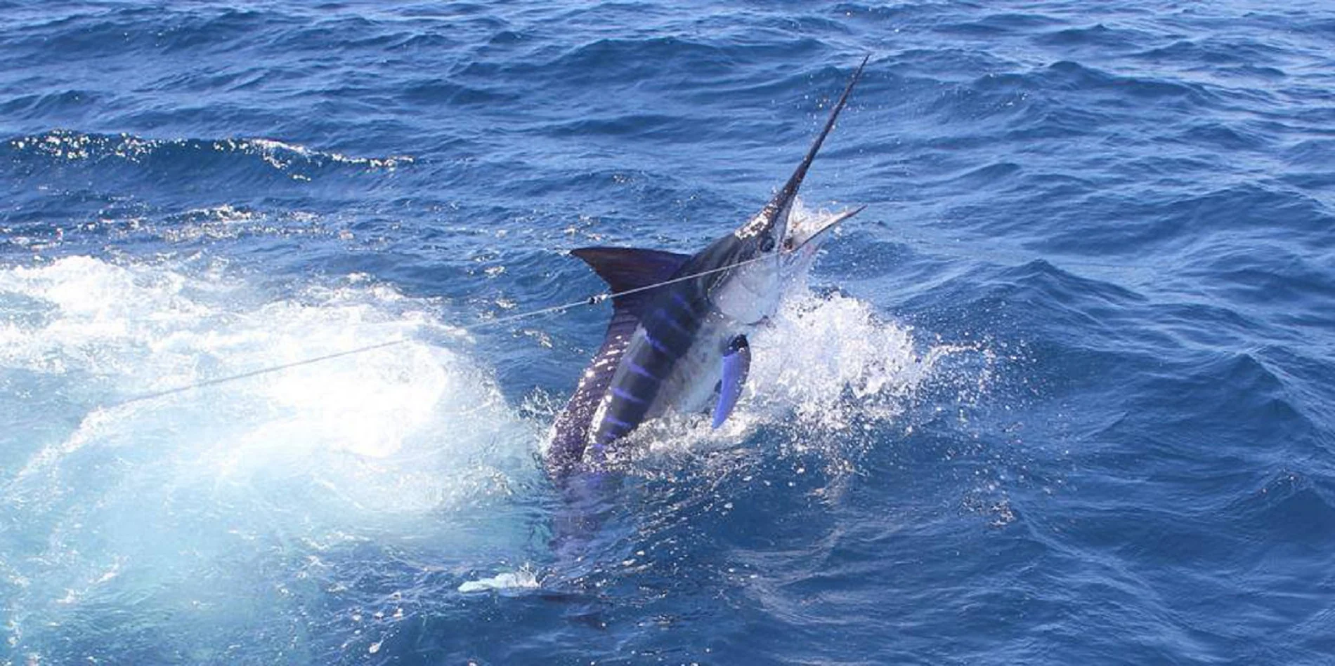 Fishing - page banner resized.jpg