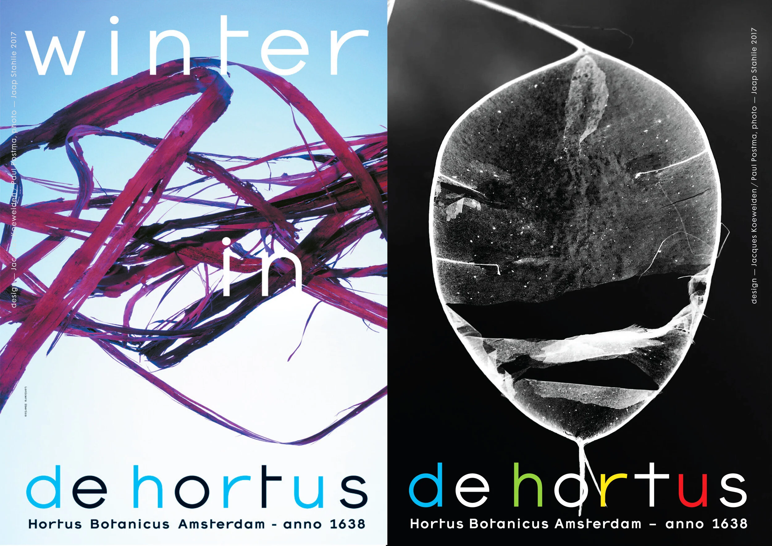 04_NONCOM_HORTUS_JUDASFLOWER.jpg
