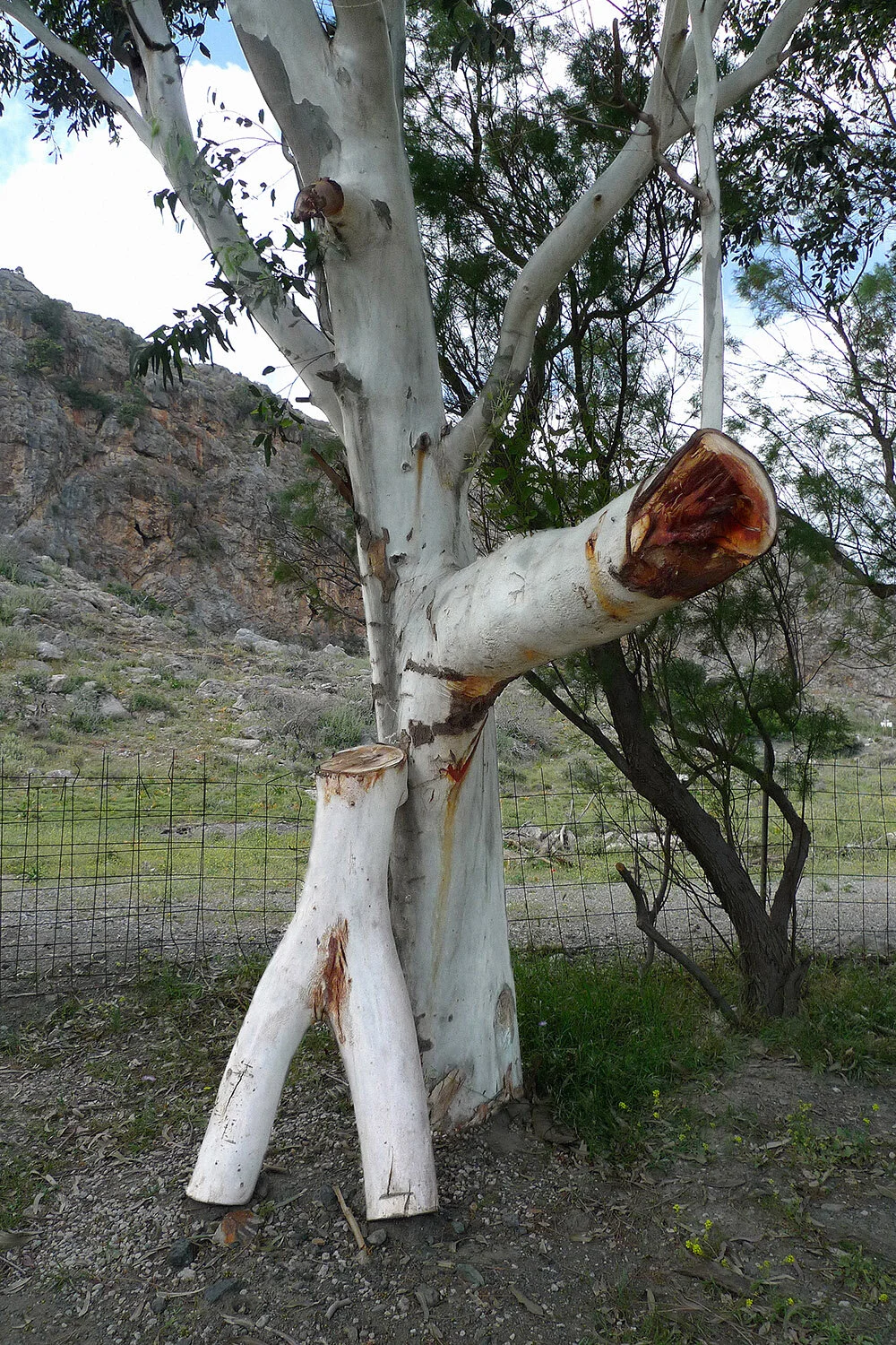NR.67_STAAND_TREE_CRETE.jpg