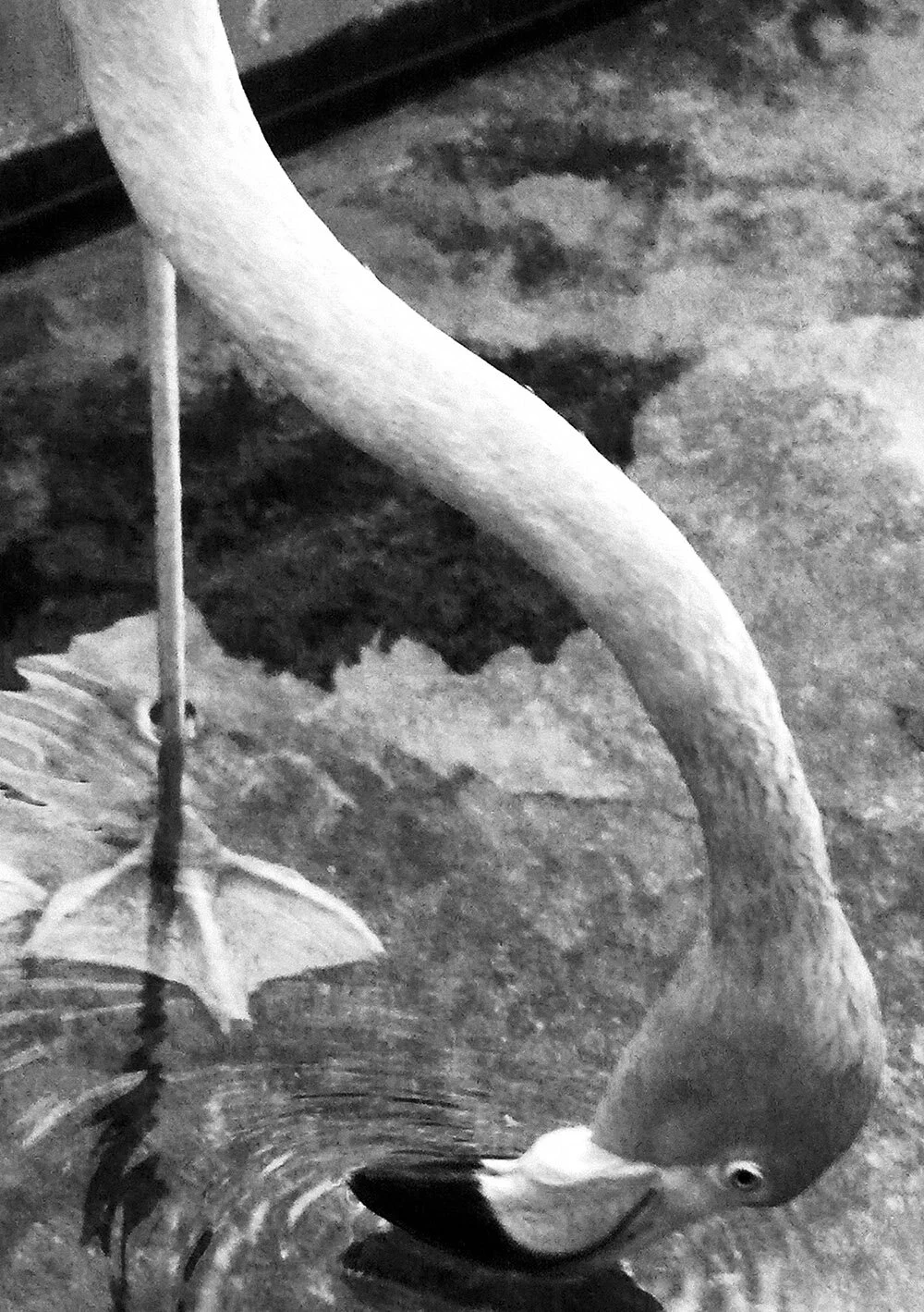NR.64_STAAND_FLAMINGO_BW.jpg