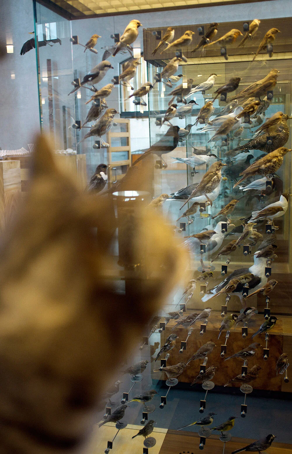NR.63_STAAND_KAT_NATURALIS.jpg