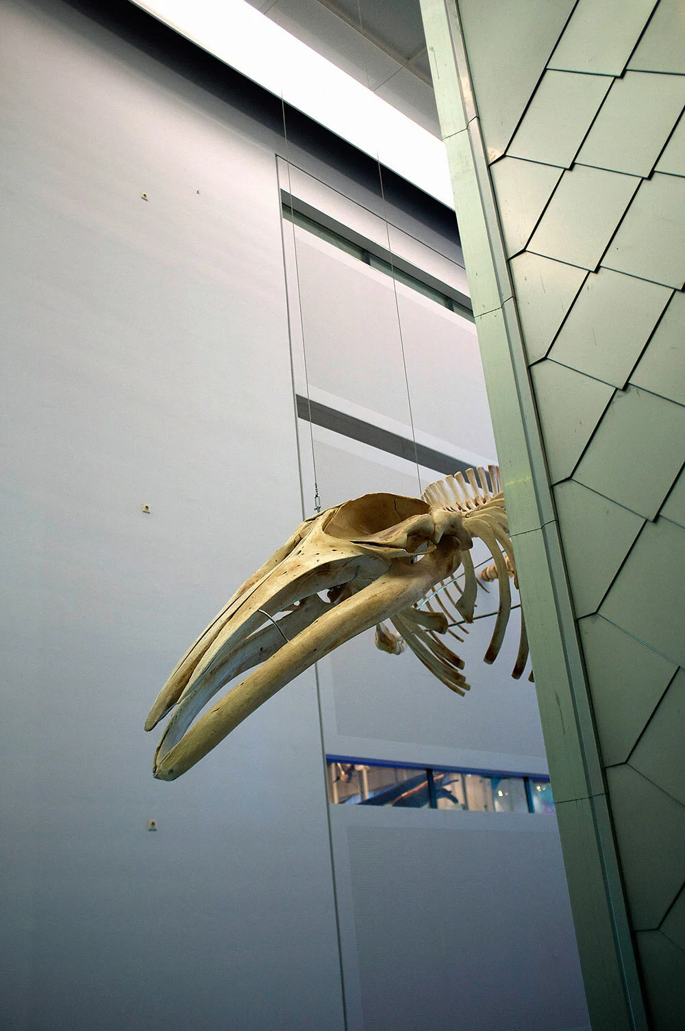 NR.63_STAAND_DINO_NATURALIS.jpg