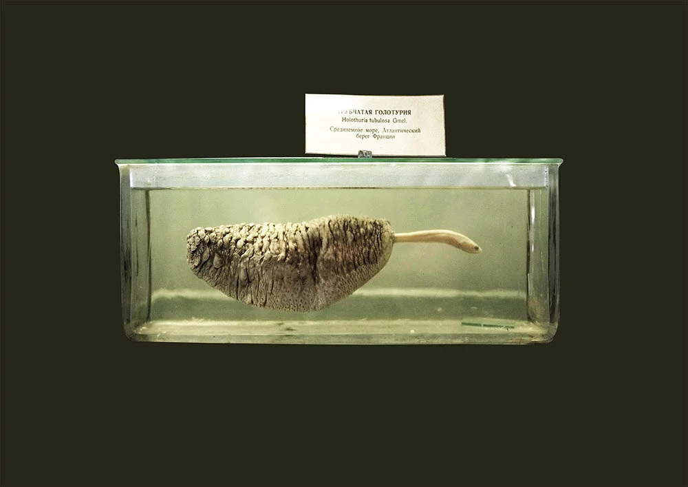 NR.32_SEA CUCUMBER.jpg