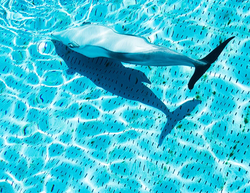NR.30_SLEEPING DOLPHIN.jpg