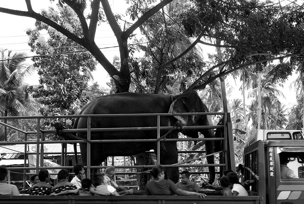 Elephant on her way to a Buddhist Celebration. Sigiriya, Sri Lanka / 2019