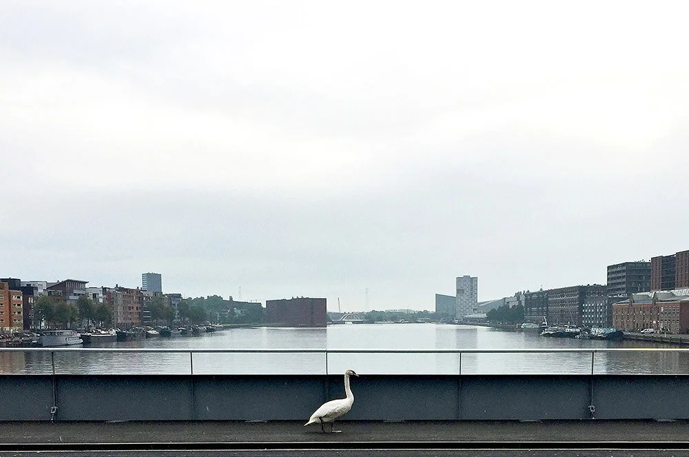 Swann, walking. Amsterdam / 2015