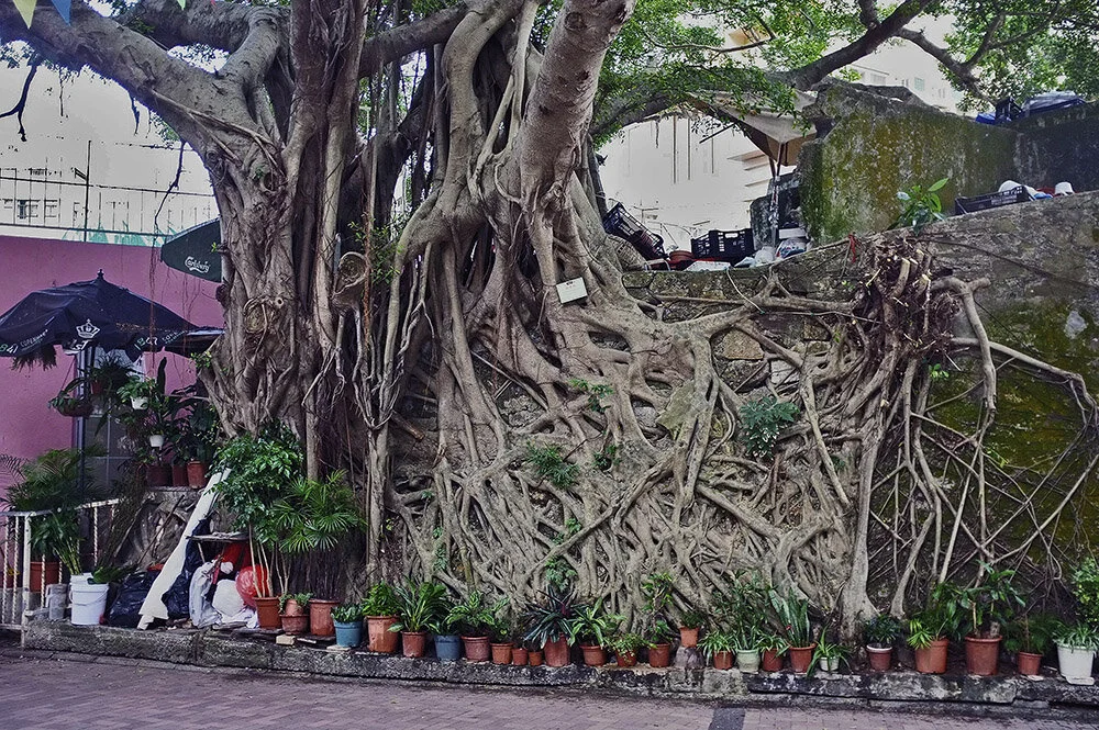 Tree House. Hong Kong Erea / 2011