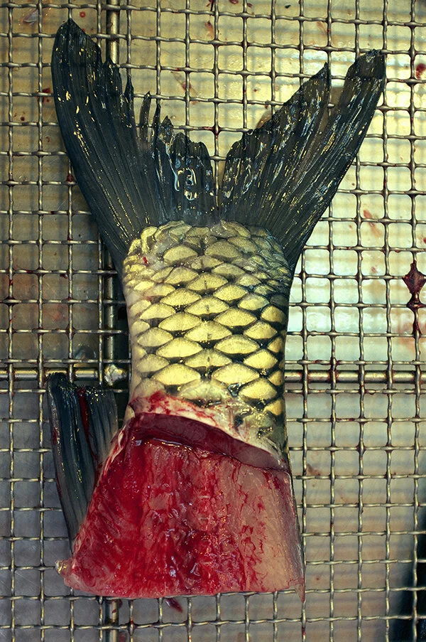 HK_FISH.jpg