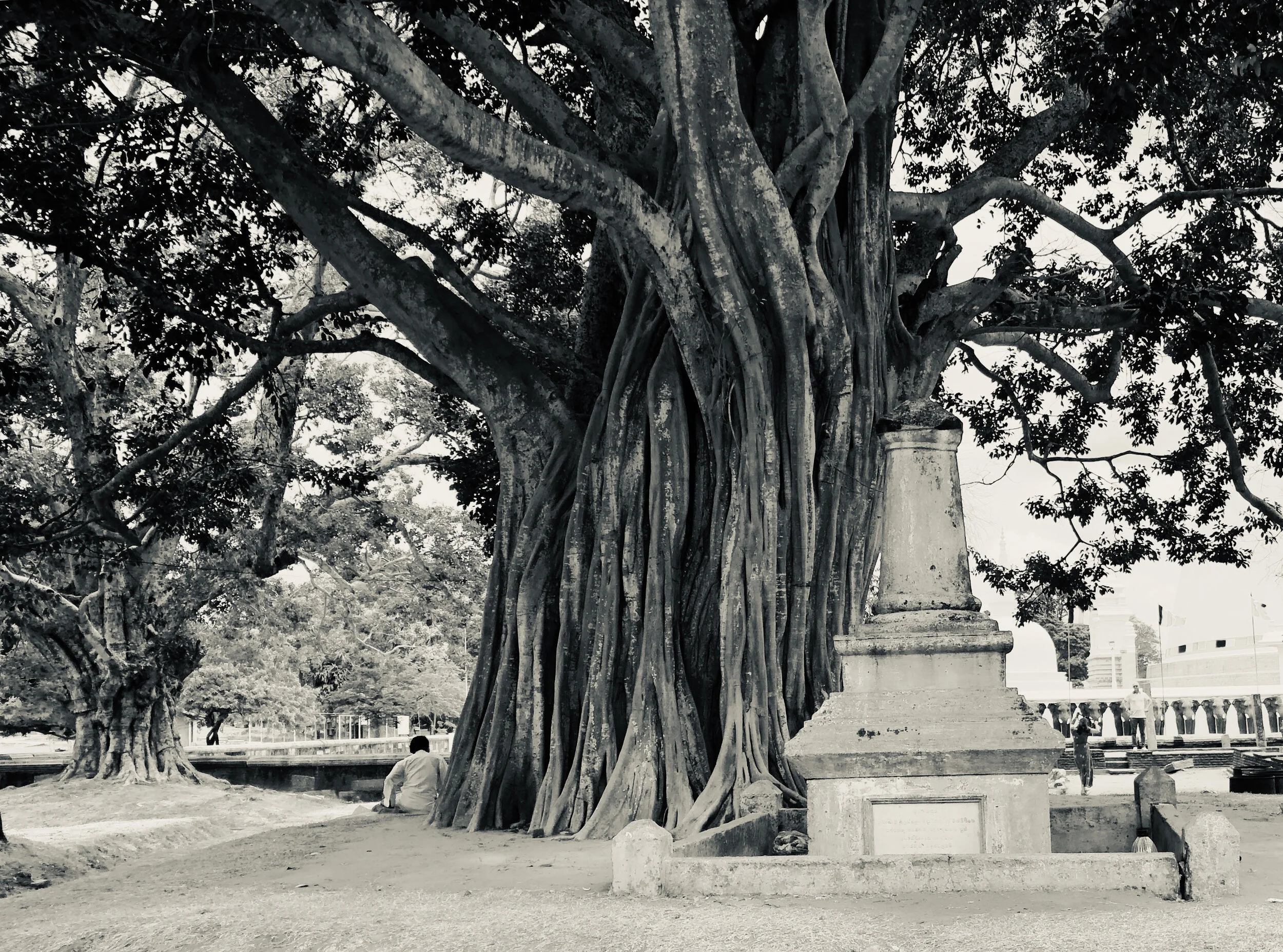 PHO_TREE_SRI LANKA.jpg