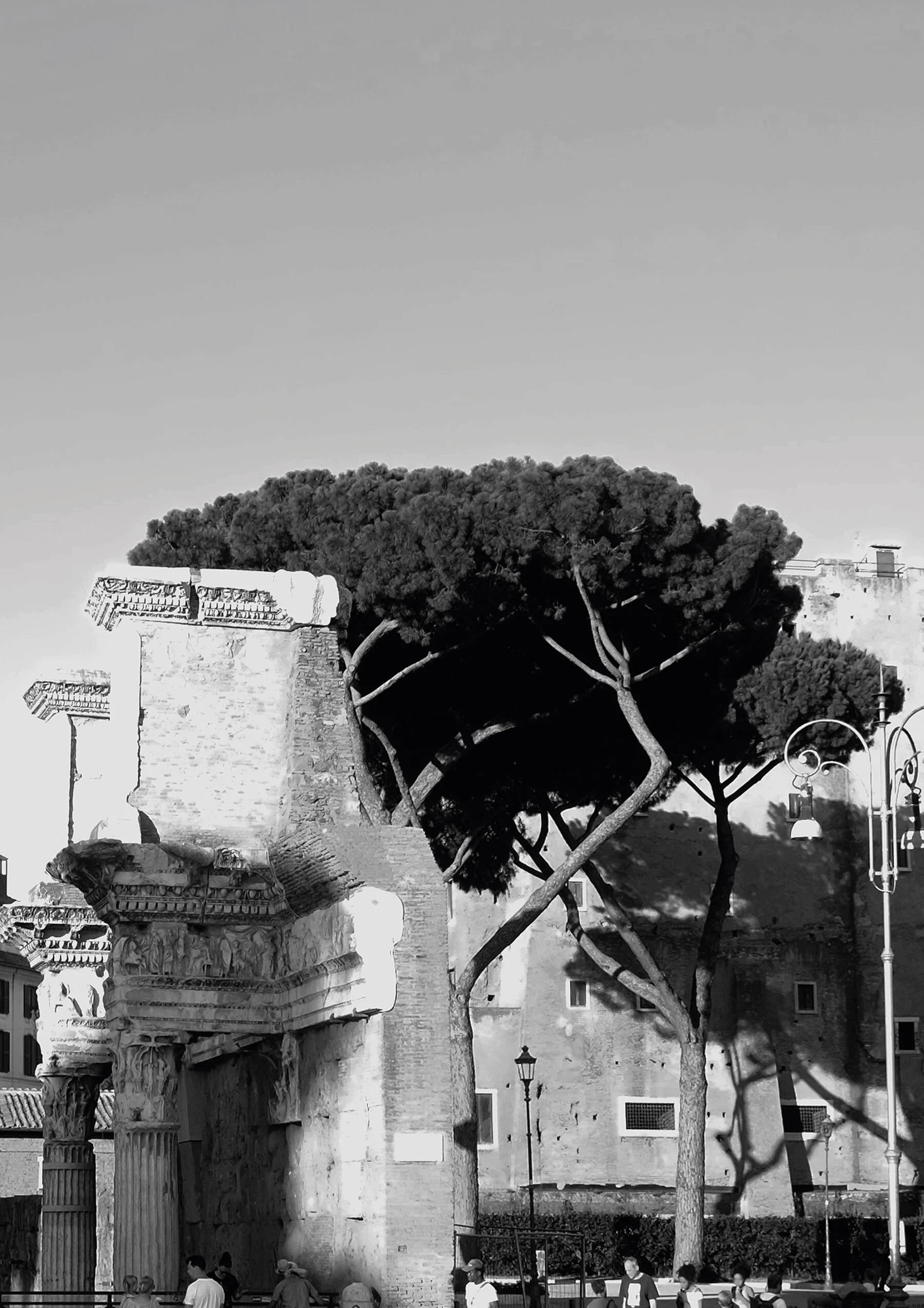 ROME_STILLIFE W TREE#1.jpg