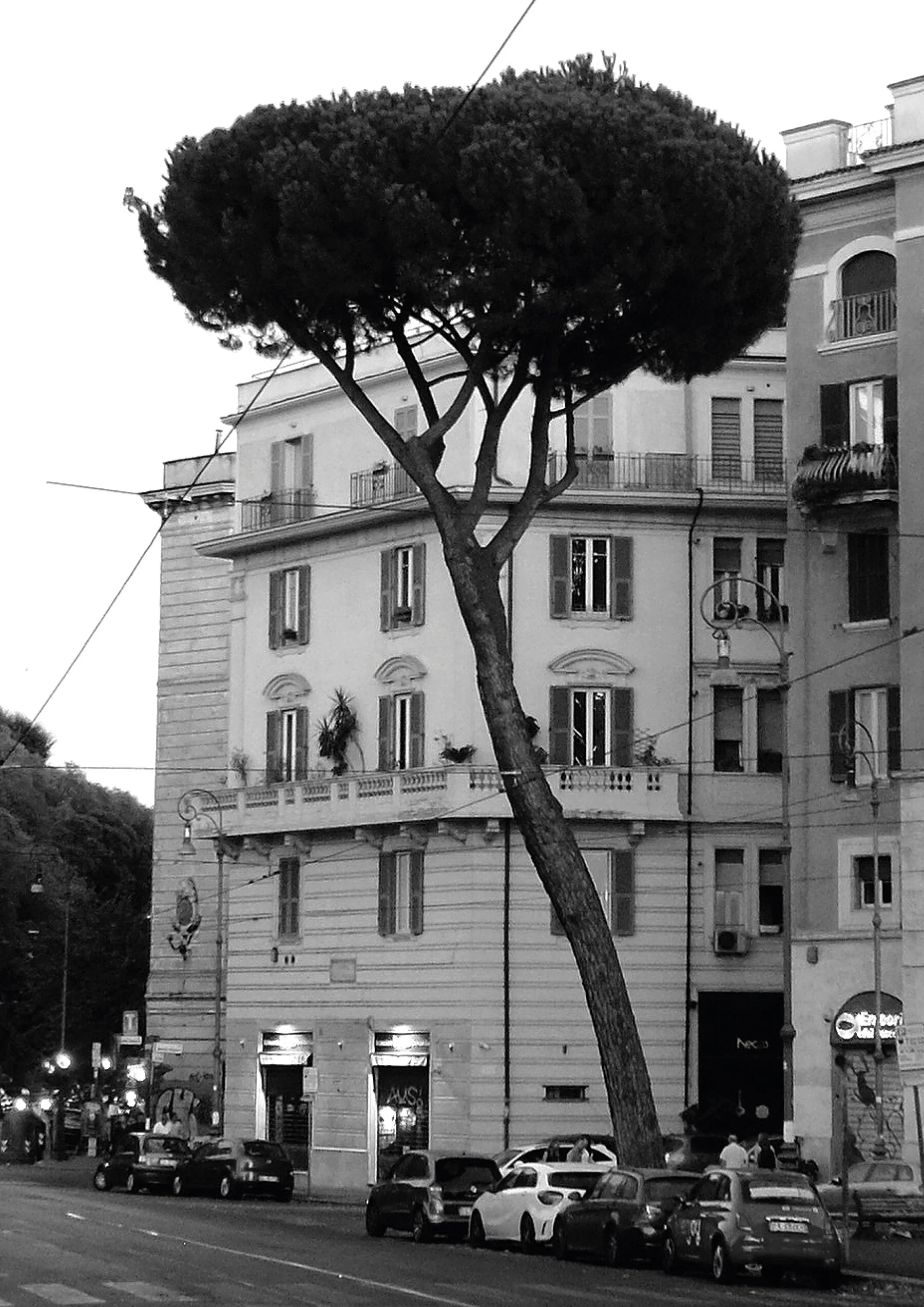 ROME_STILLIFE W TREE#4.jpg