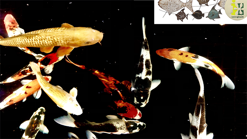 INTRATUIN_FISH_LR.png