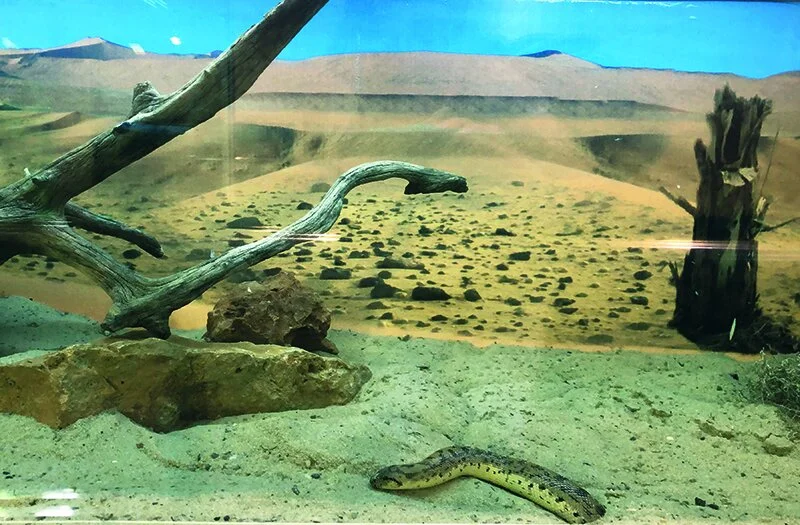 SIERRA NEVADE_WW_SNAKE_LR.jpg