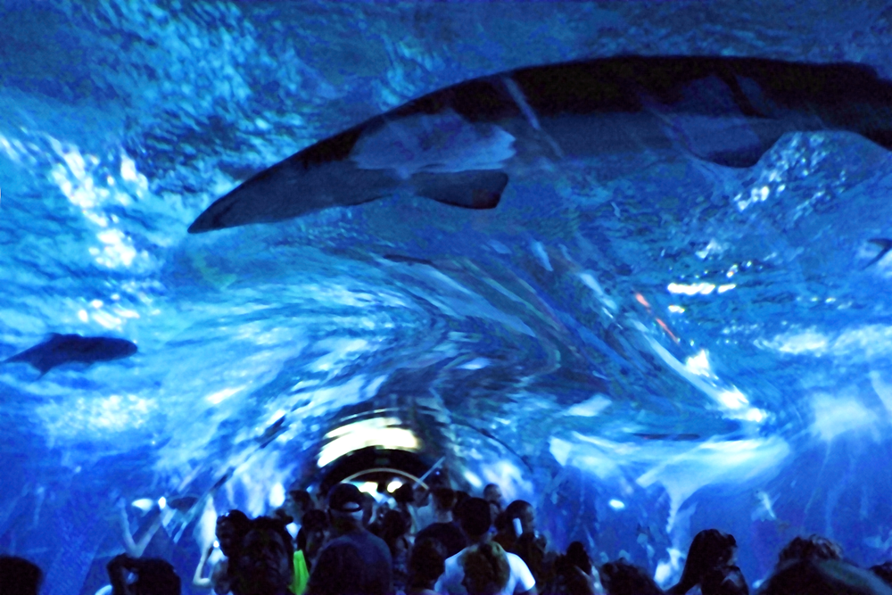 VANCOUVER_AQUASHARK2_LR.png