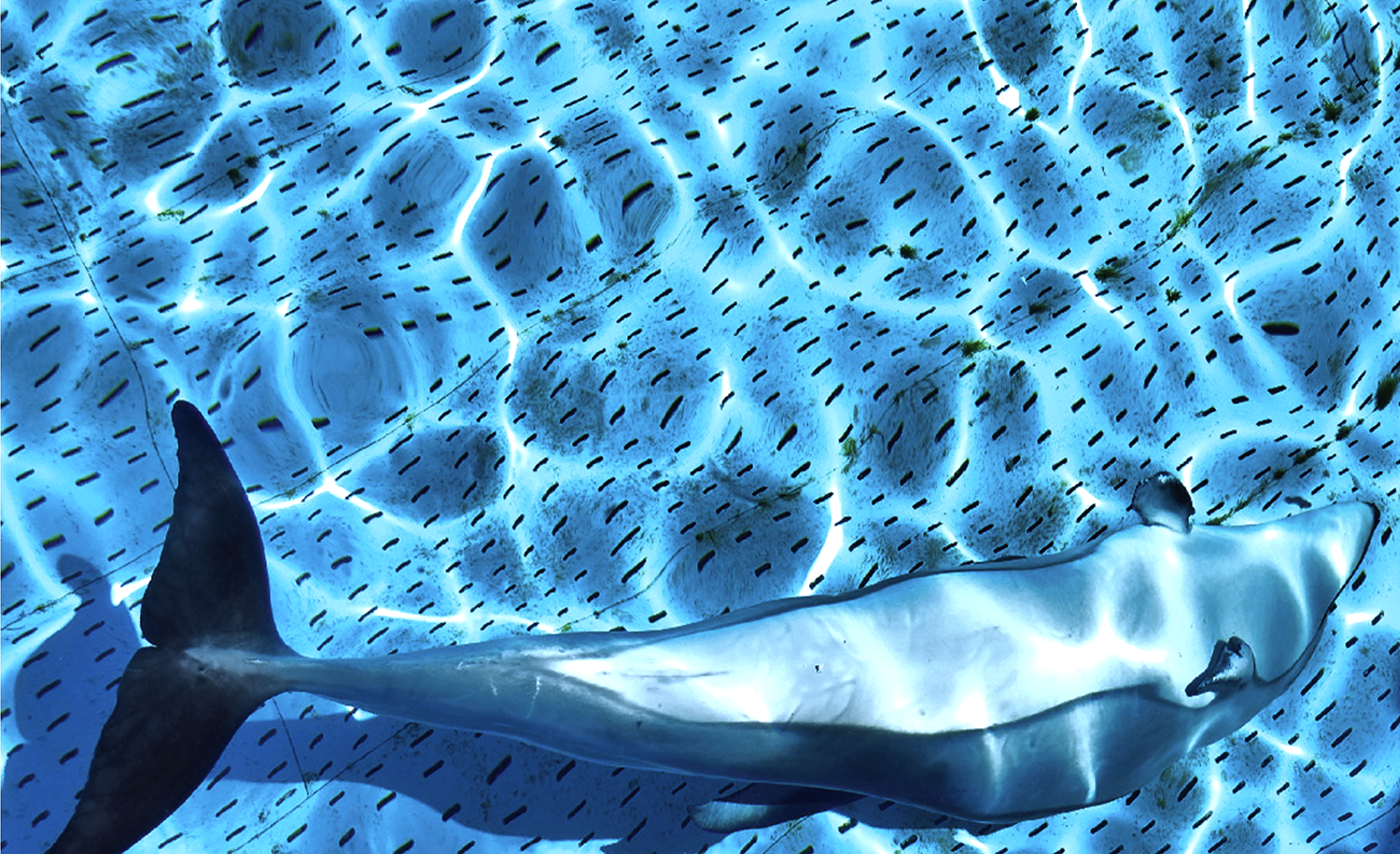 DOLPHIN ASLEEP_LR__VANCOUVER_2013_02.png