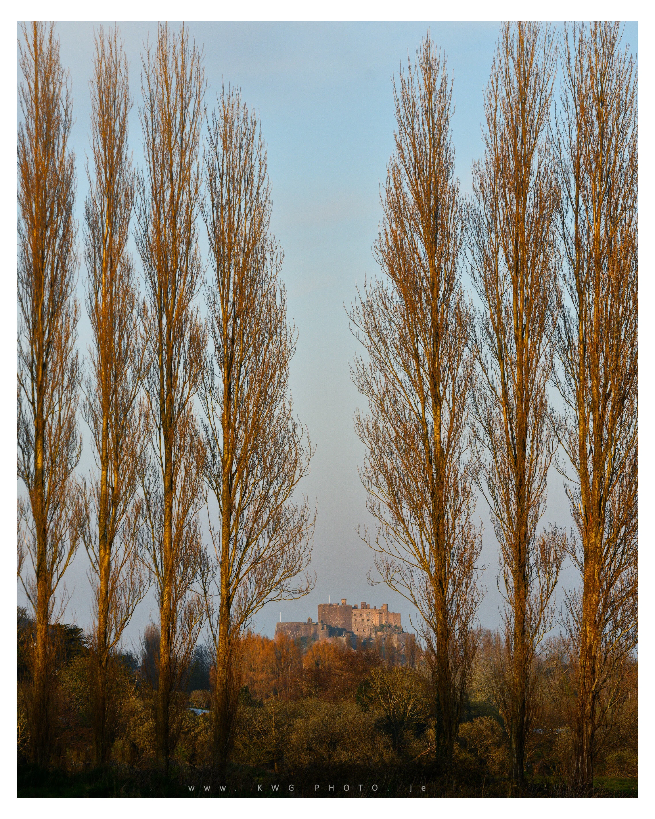 Gorey Castle & Poplars
