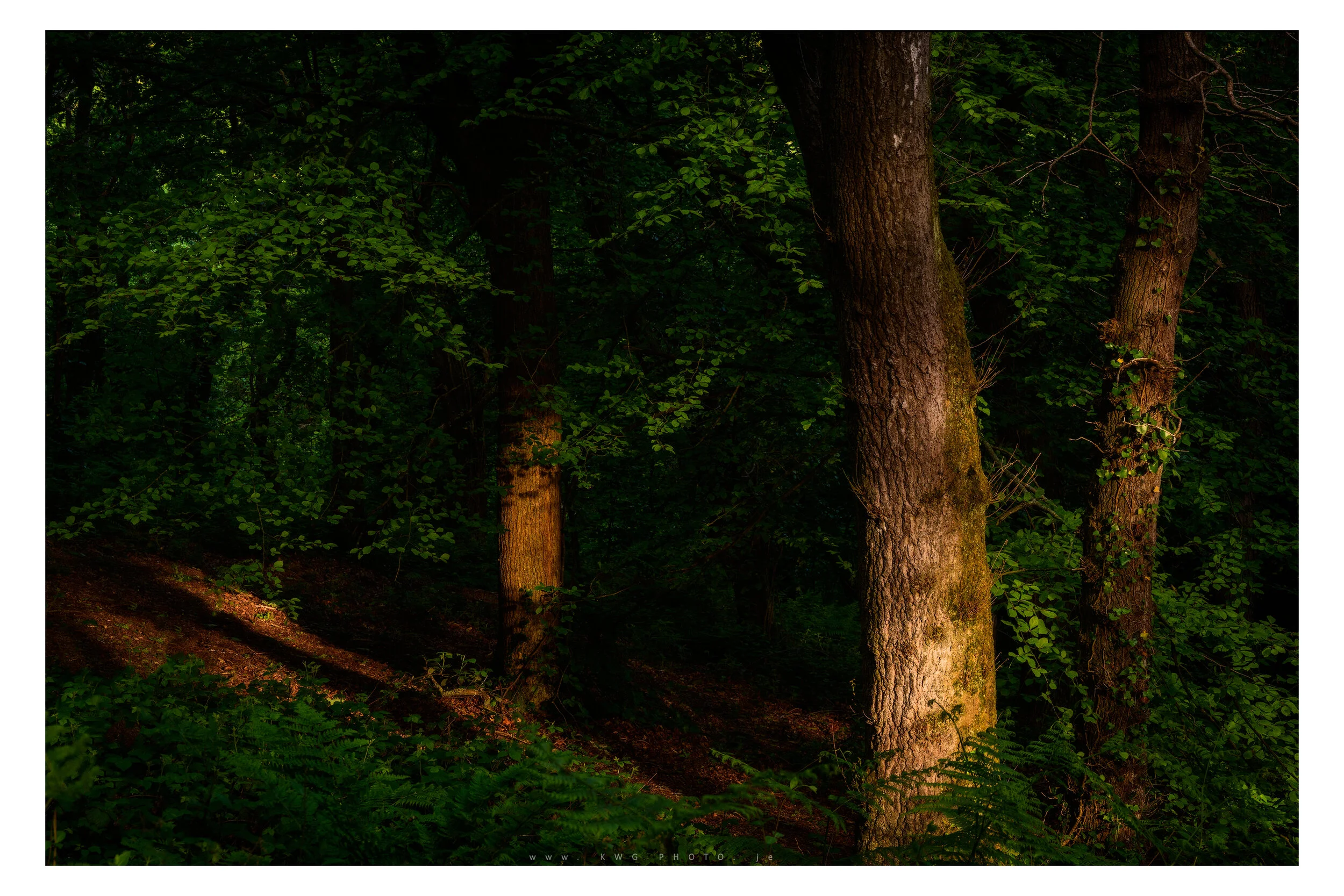 Egypt Woods
