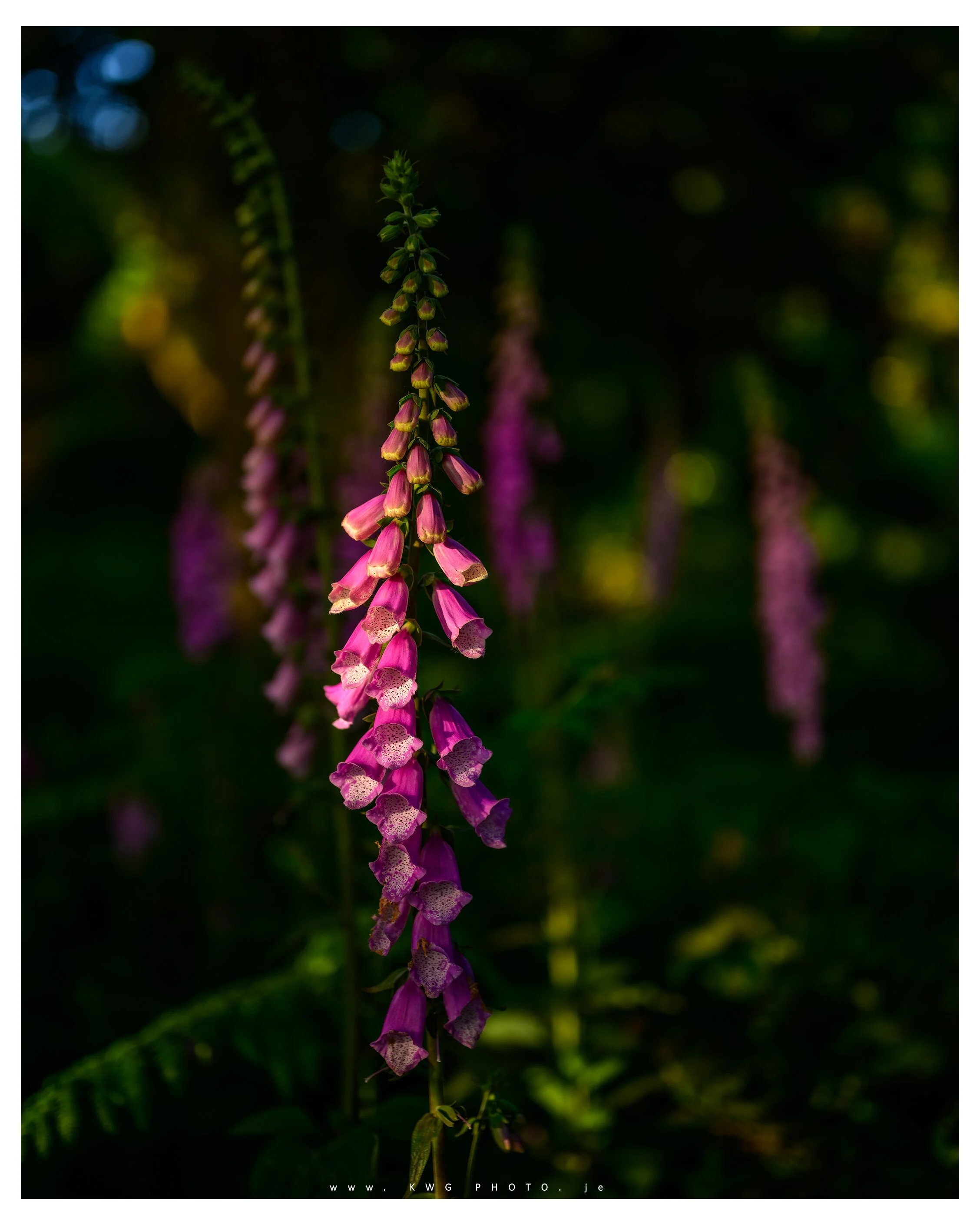 Light breaking on Foxgloves