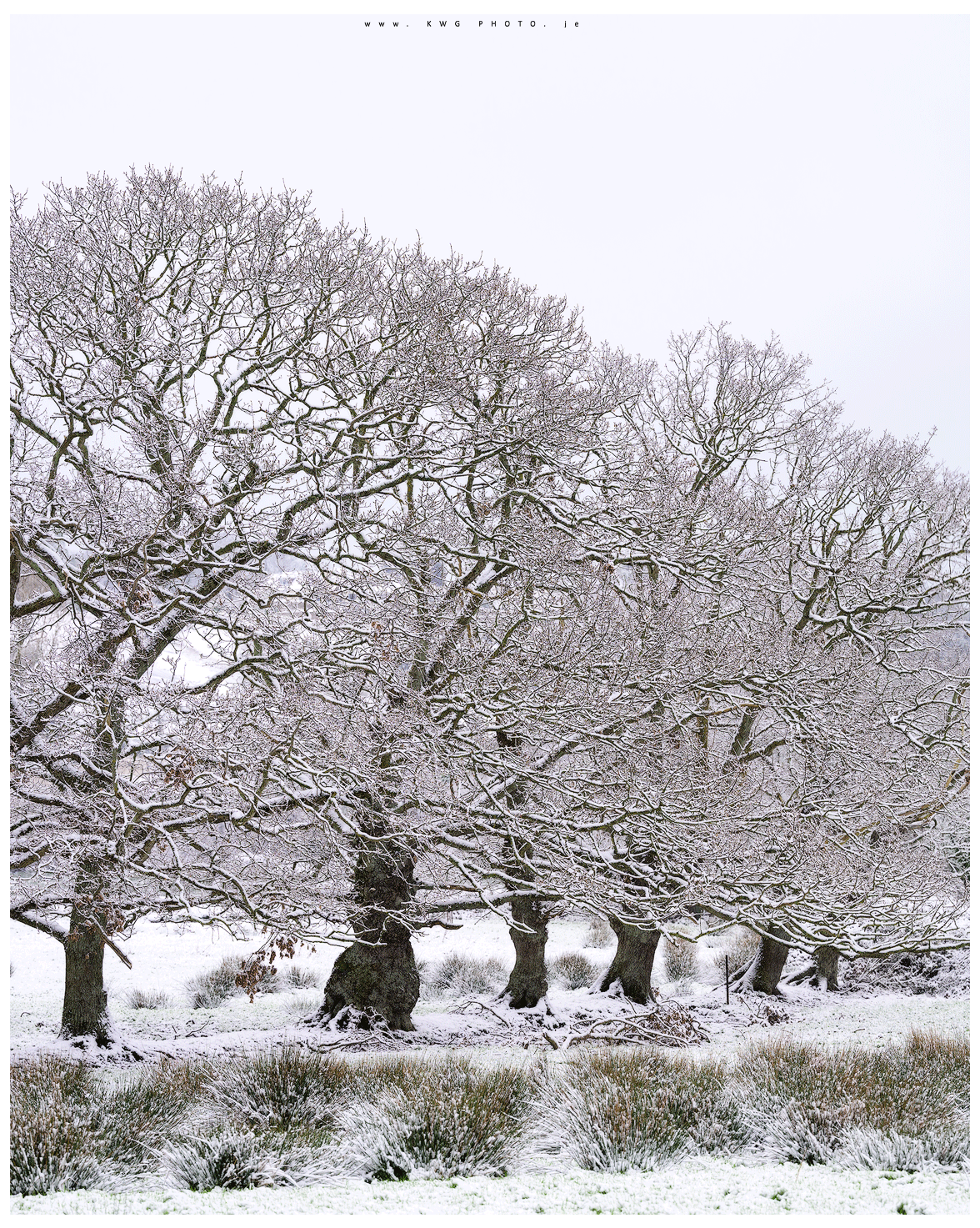 Wintery trees on Grouville Marsh