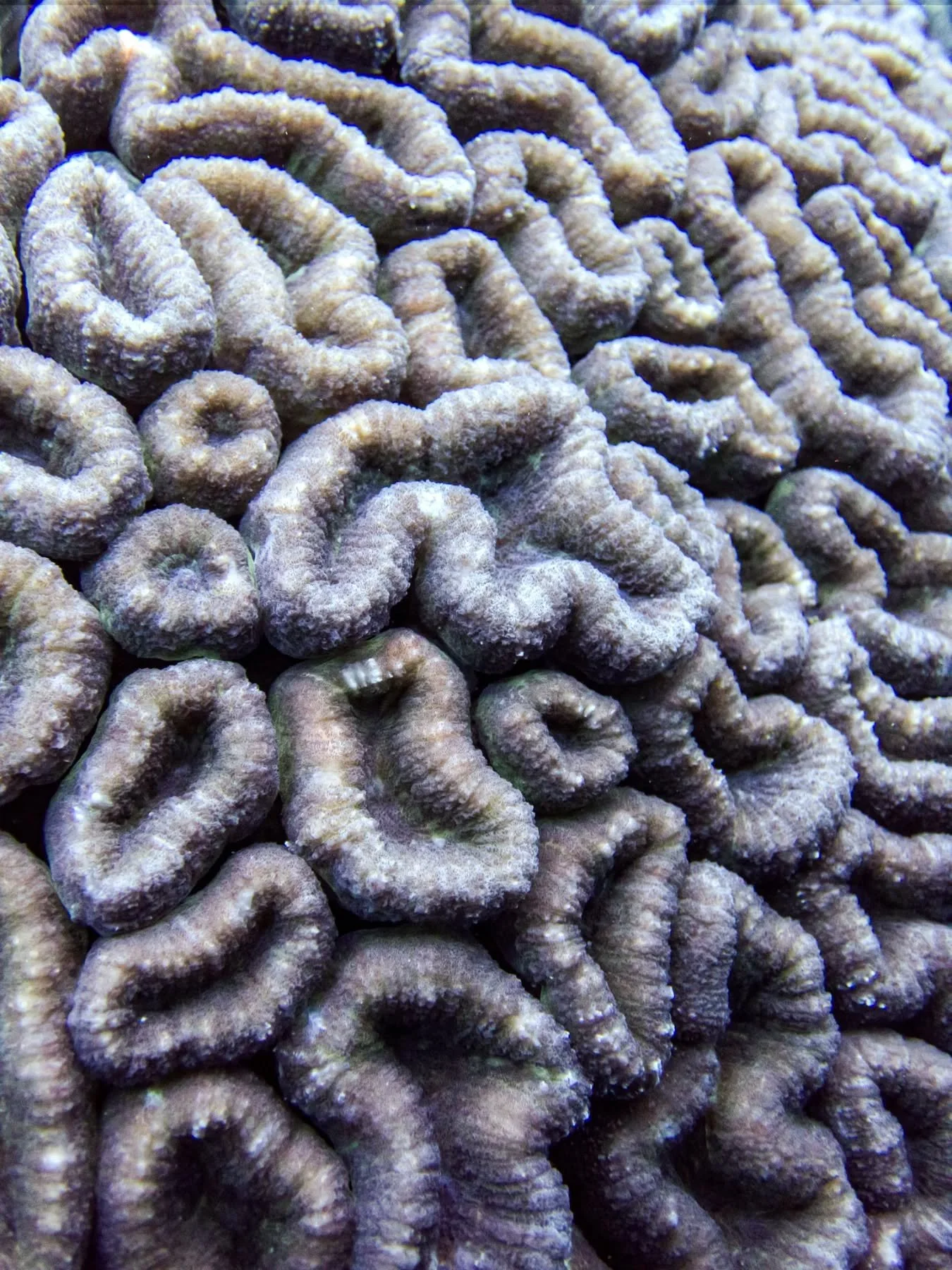 🪸 It may look like a maze, but each groove in this  coral is lined with living polyps &mdash; tiny animals that build massive reef structures over time. These corals grow slowly but are crucial to reef stability and resilience.

#NusaPenida #BrainCo