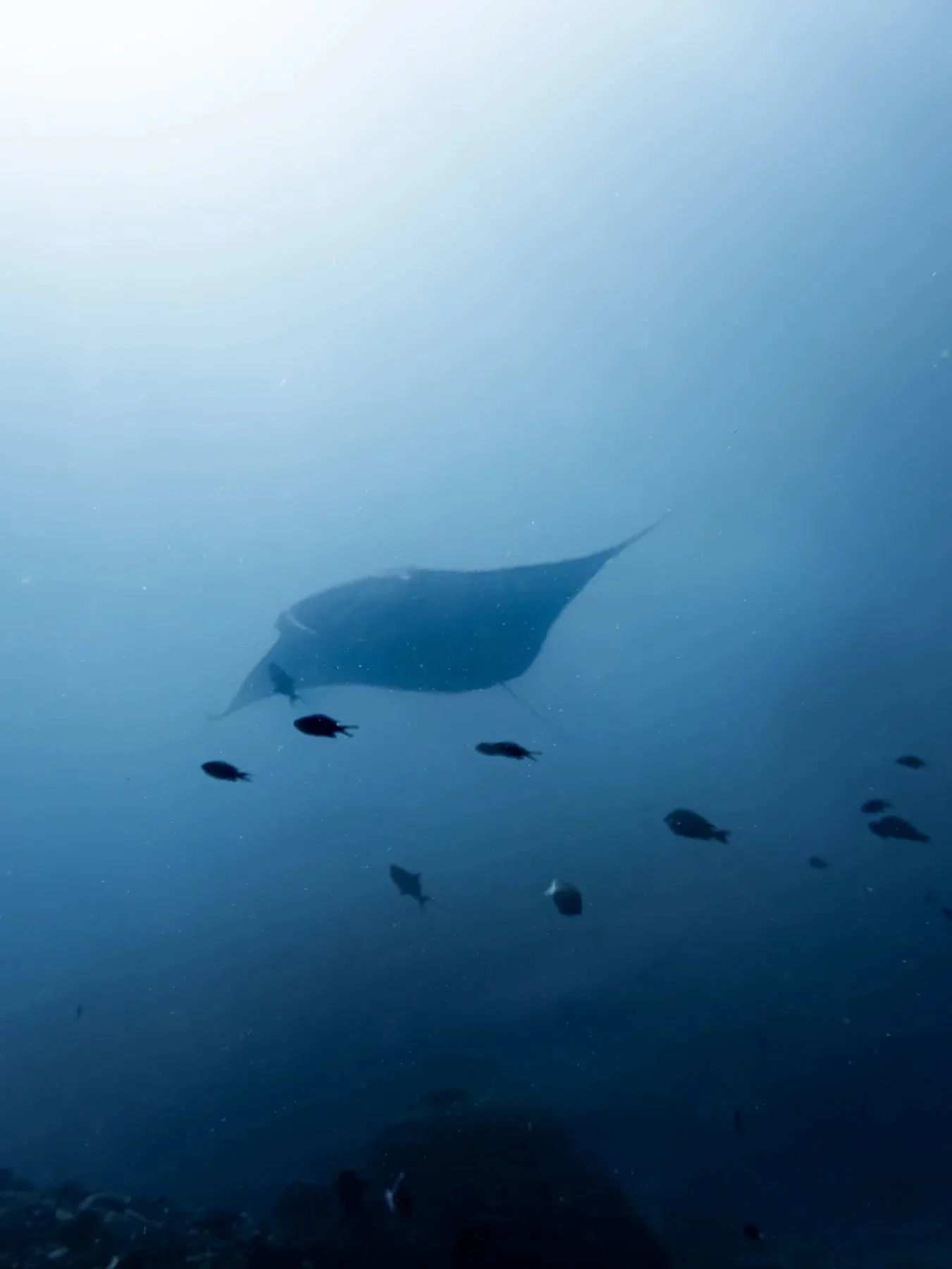 This reef manta ray (Mobula alfredi) cruises through the nutrient-rich waters of Nusa Penida. 🌊 Reef mantas visit local cleaning stations like the one at Manta Point again and again. There, cleaner wrasses and butterflyfish pick parasites and dead s