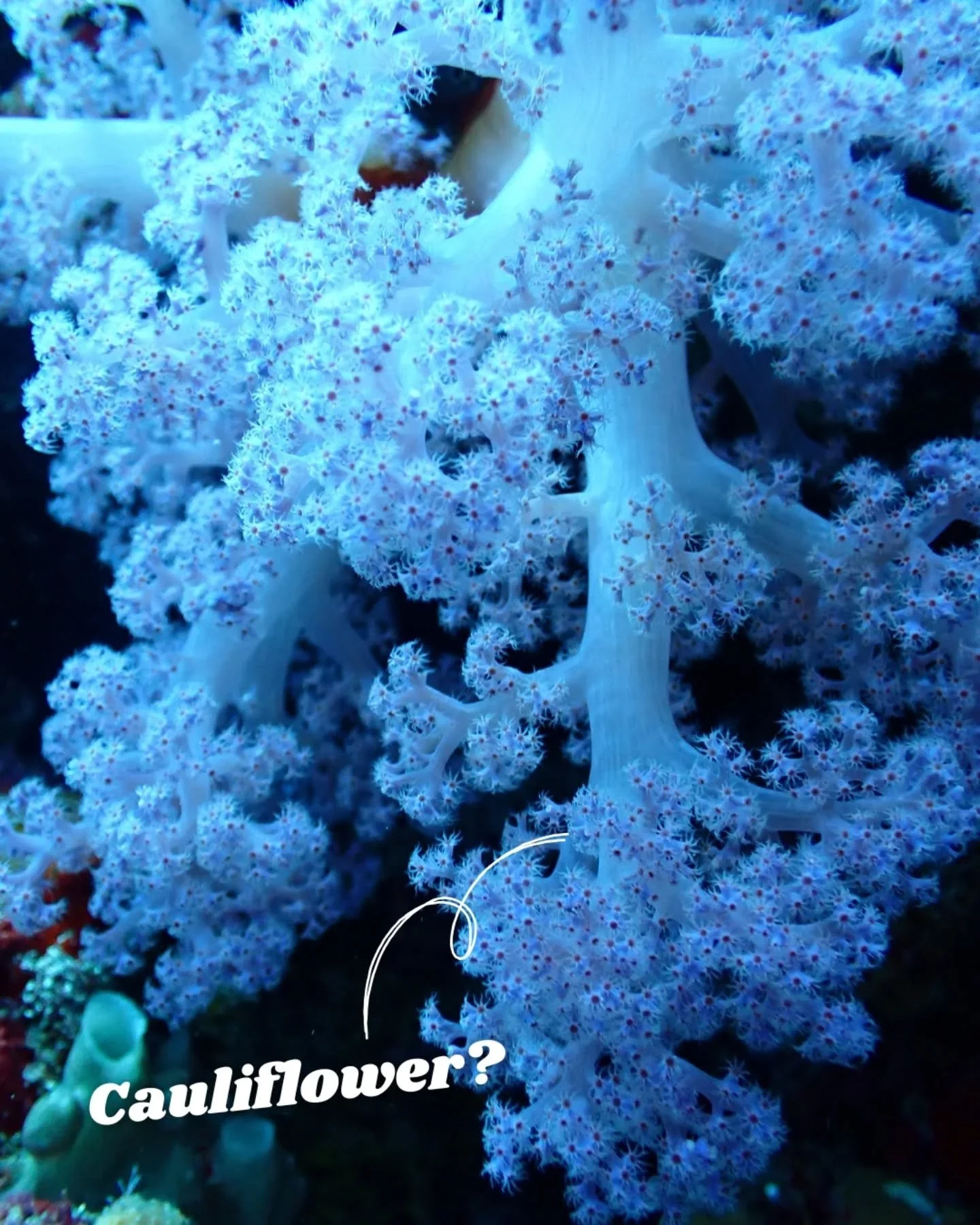 Which one is your favourite? Food or coral edition 😅🪸 
🥦 Cauliflower?
🥬 Lettuce field?
🥗 Asparagus?
🍧 Cotton candy?
🥮 Cinnamon rolls?
🍝 Spaghetti?
Nope &mdash; just corals and anemones living their best textured life. ✨ 

I hope it goes witho