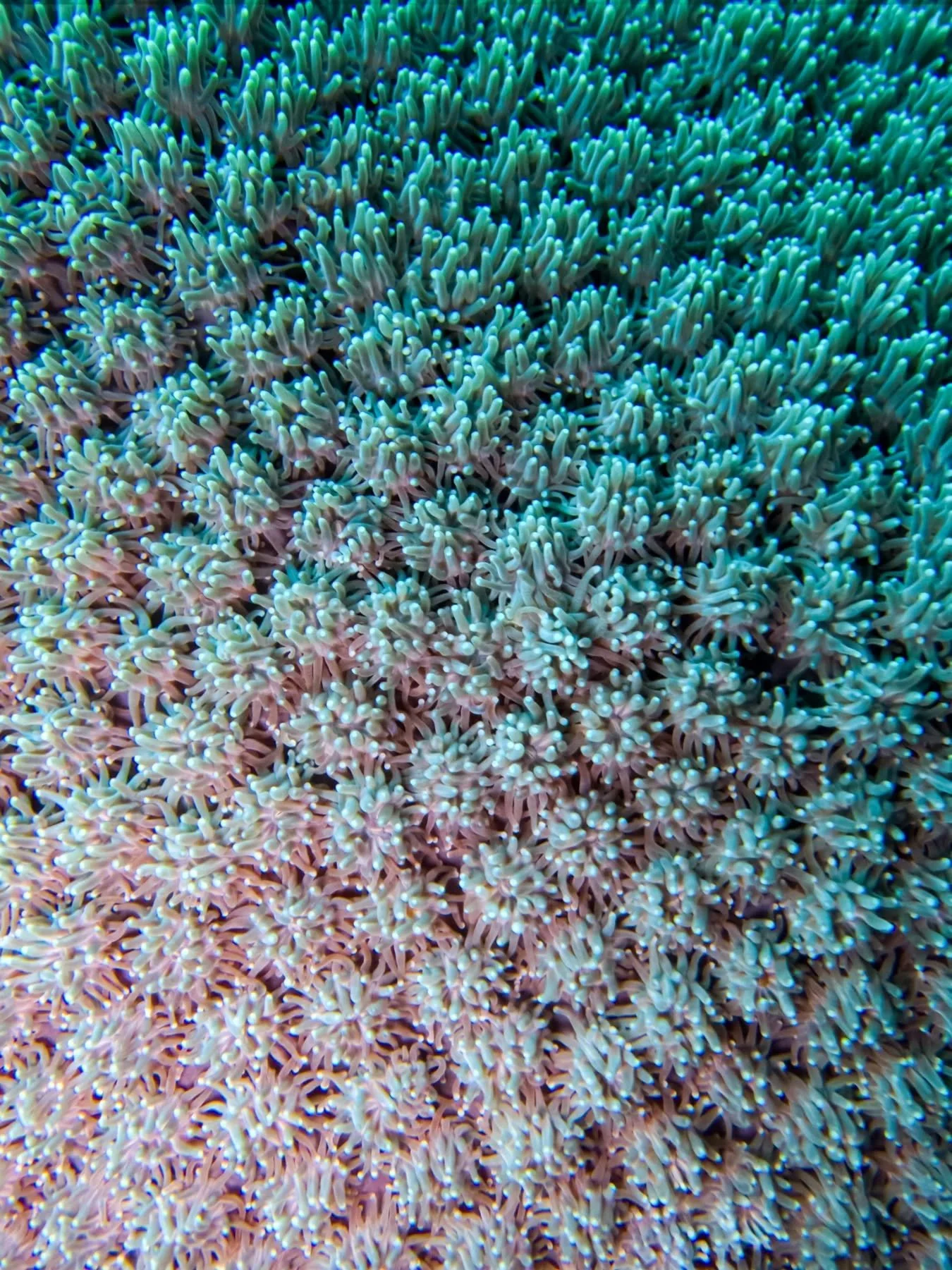 From above, the reef sometimes looks like a surreal garden. Corals unfurl like petals, catching the light and creating shelter for marine life. 🪸🐠

#NusaPenida #SoftCoral #DivingIndonesia #OceanLiteracy #Corals