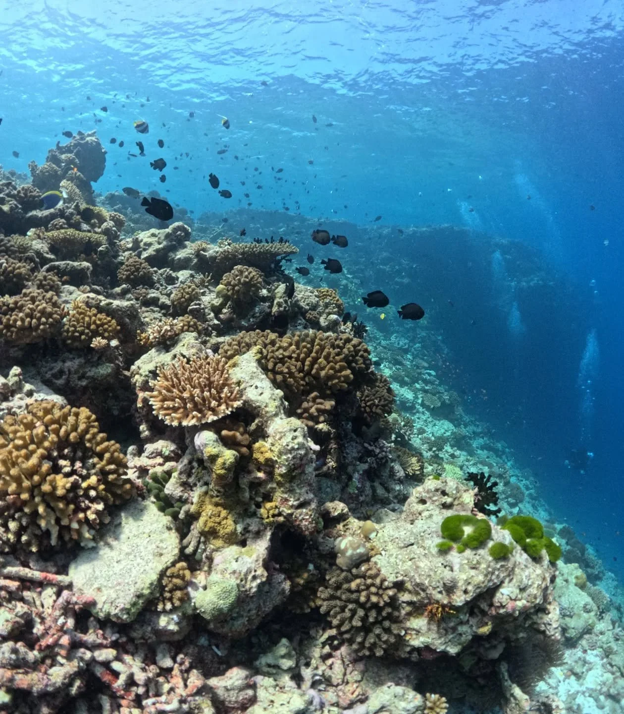 Coral reefs are the rainforests of the sea, home to 25% of all marine life despite covering less than 1% of the ocean floor. 🪸 They provide food, shelter, and breeding grounds for countless species&mdash;including the fish many coastal communities r