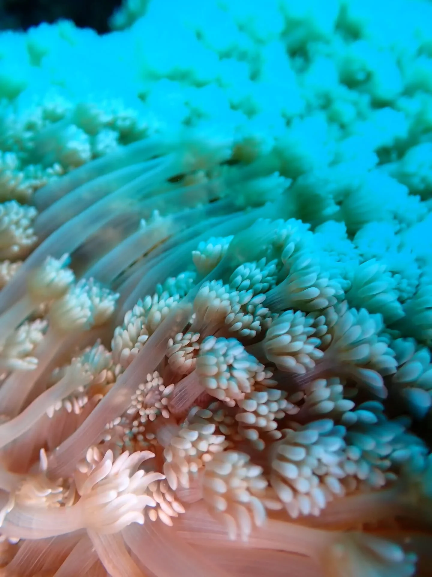 🪸🧡🩵

#NusaPenida #Corals #DivingIndonesia #MarineConservation