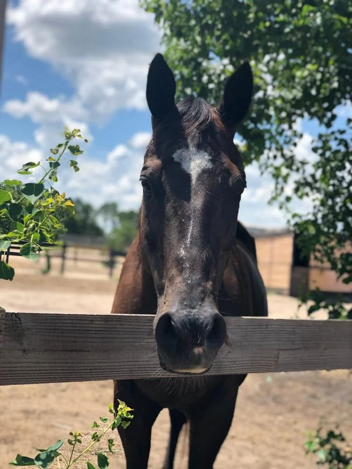 The Saga of "Teddy Bear Highway", the I75 Miracle Horse — Horse