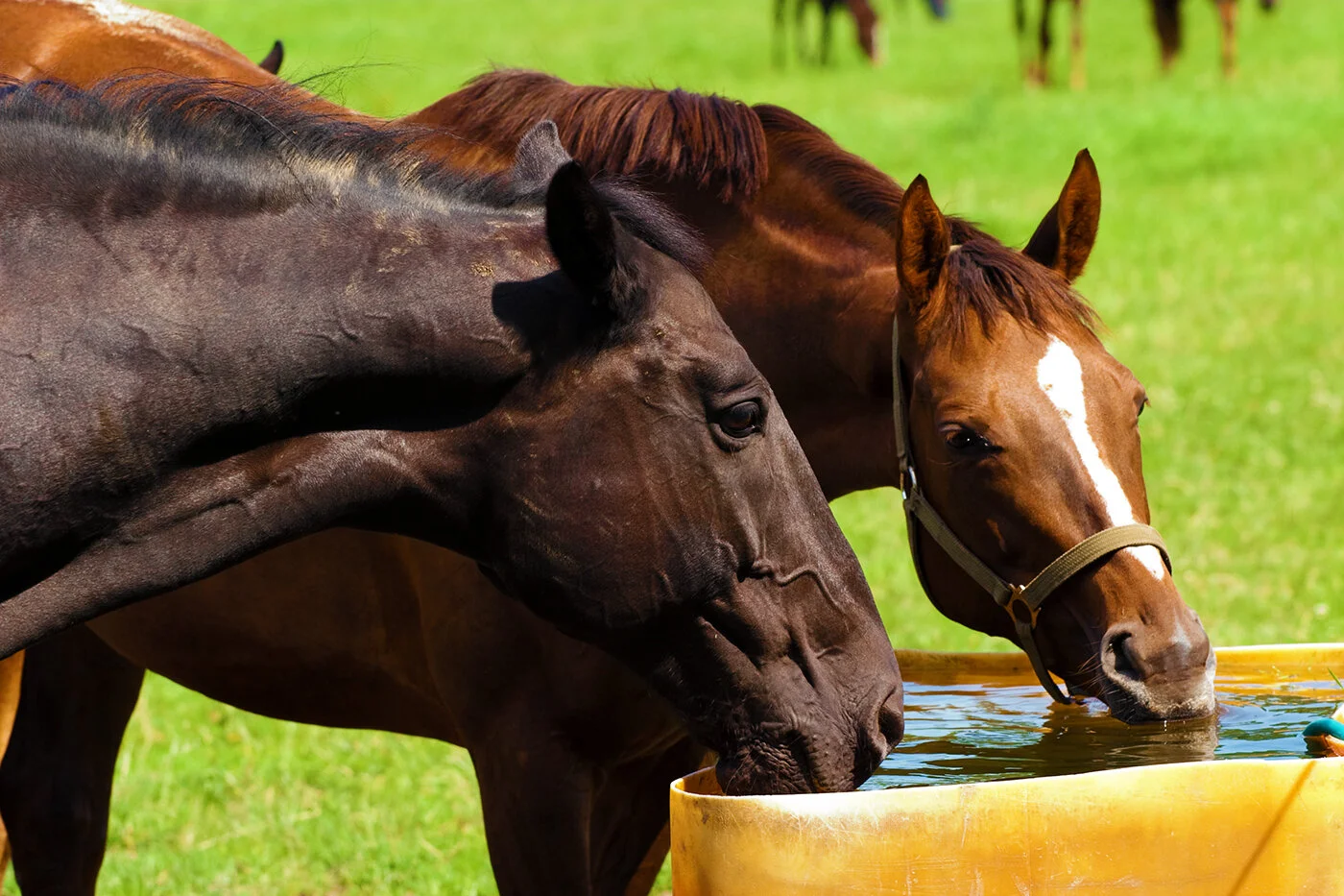 You Can Lead Your Horse To Water... — Horse & Rider Living
