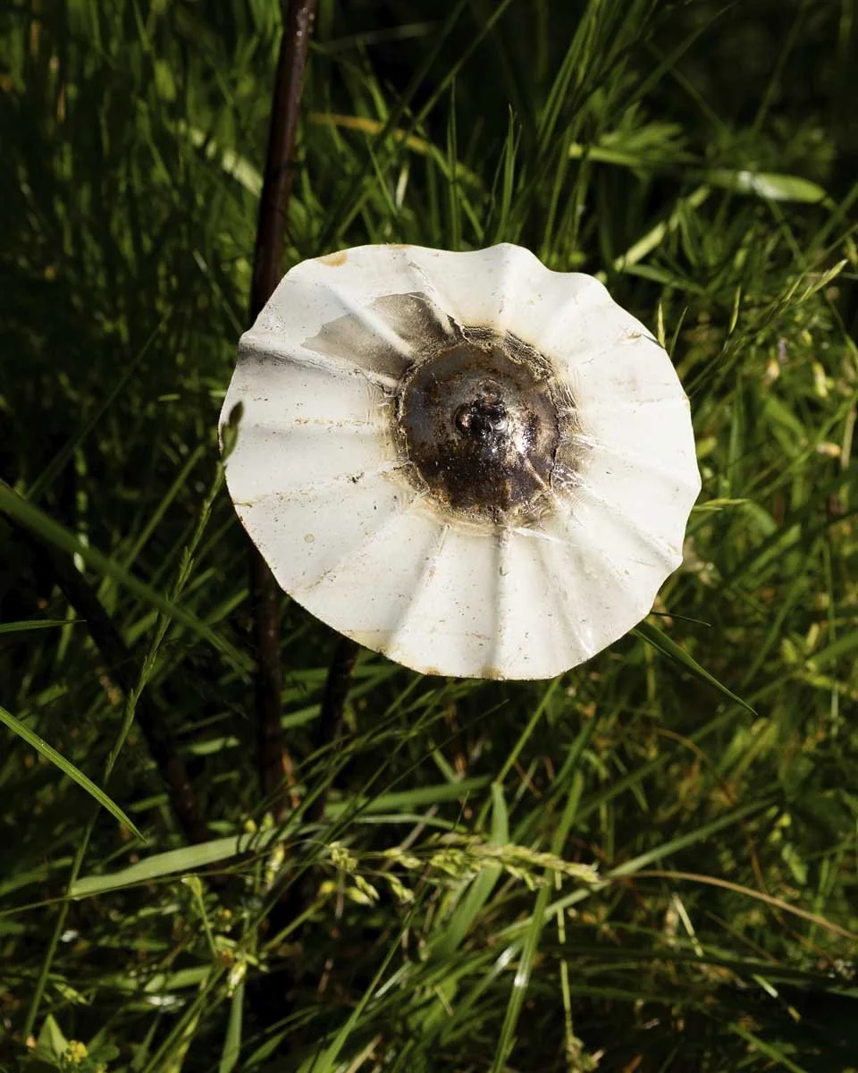 mushrooms_LR2.jpg
