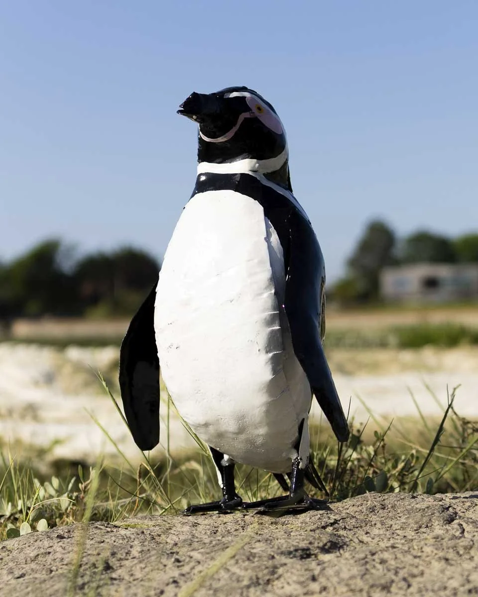 largehumboldtpenguin_LR1.jpg