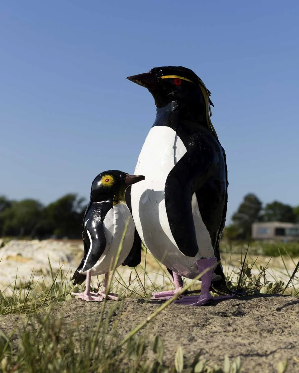 Small Rockhopper Penguin