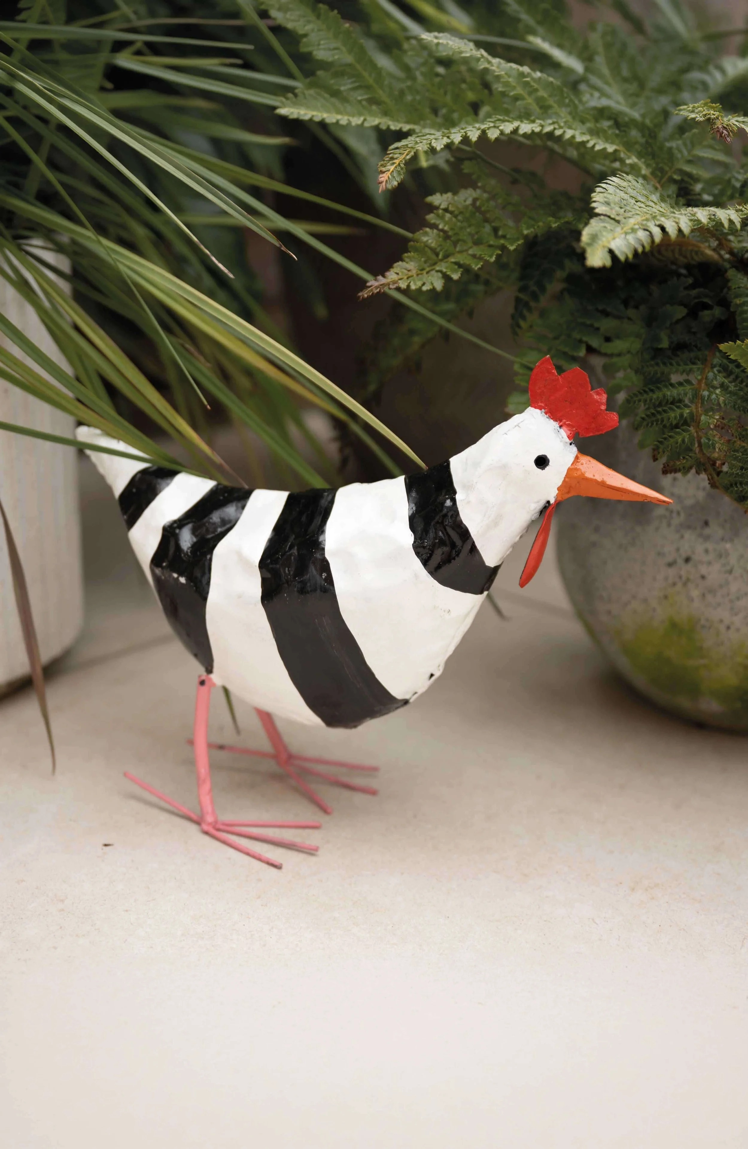White Headed Zicken