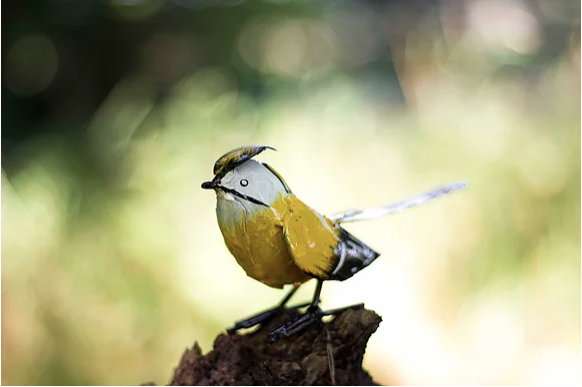 waxwing.png