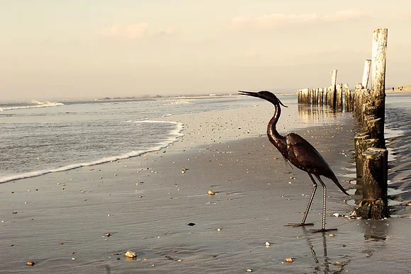 egret