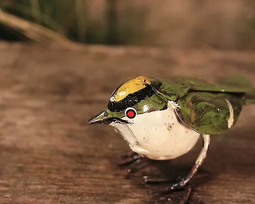 chi_africa_goldcrest