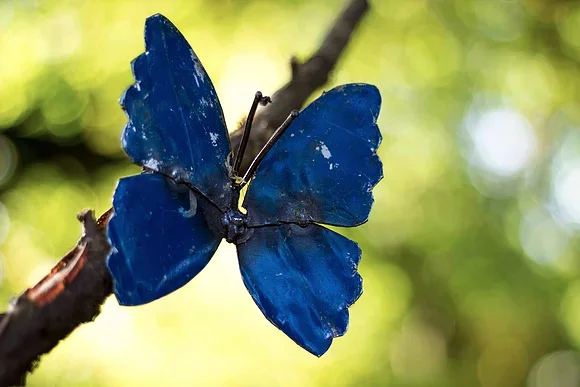 blue_wall_butterfly