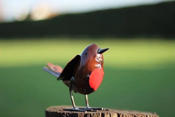 robin