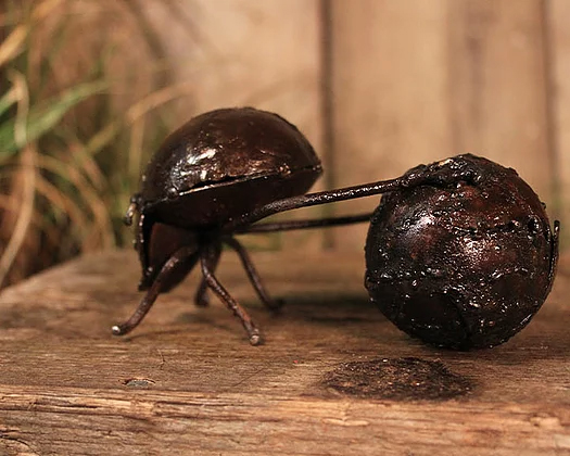dung_beetle