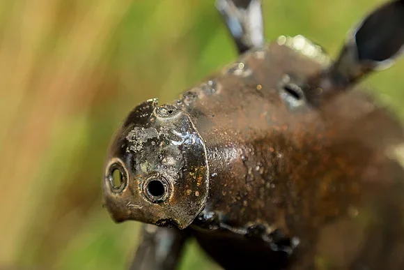 pig_sculpture