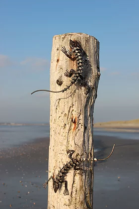 Recycled Metal Lizard Garden sculpture
