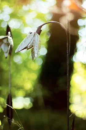 recycled_snowdrop_sculpture