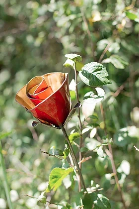 rose