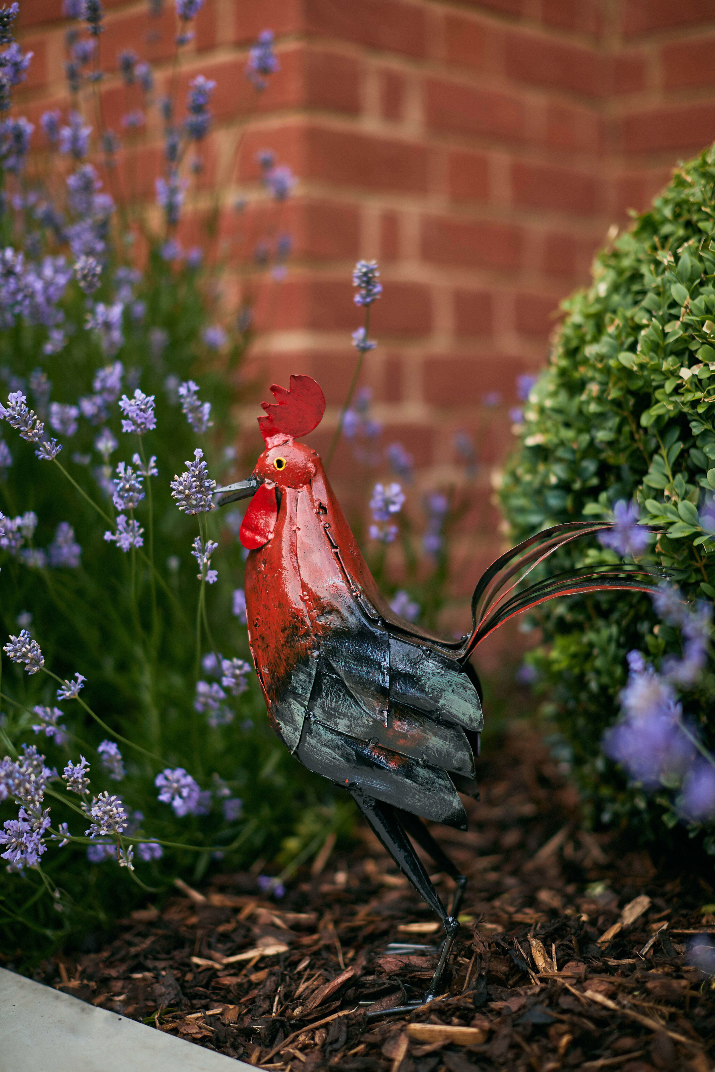 small_painted_cockerel