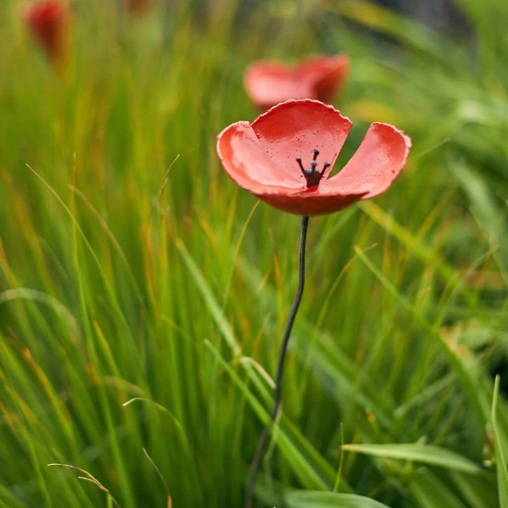 openpoppy.jpg