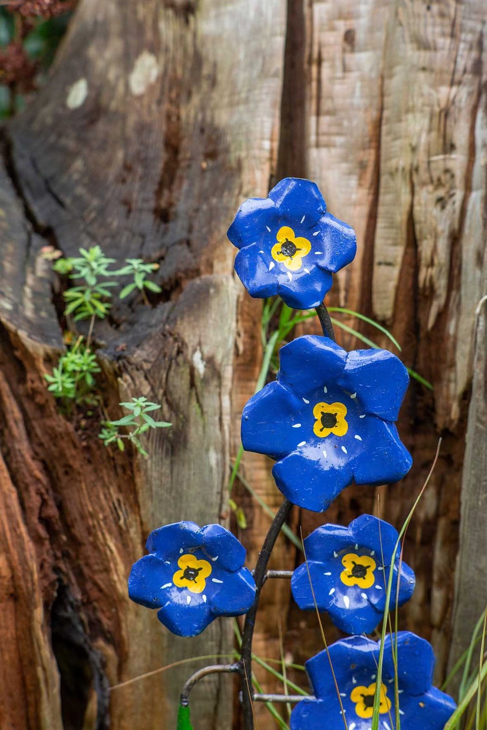 Forget Me Not Chi Africa